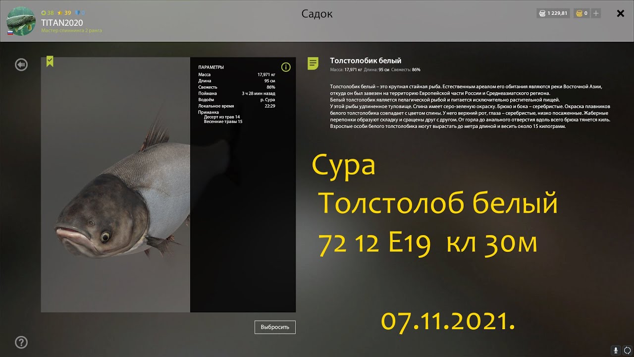 авес дель сур шардоне. белый сур. рр4 сазан и толстолоб сура. белый сур. белый толстолобик.