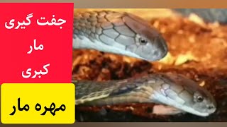 مهره مار اصلی اصلی بشرط دی ان ای تضمینی 09229897183 . #مهره_مار#خرمهره_ناموس_کفتار