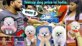 Teacup dog price in India | Pomeranian dog price in India | cute puppy Pomeranian | Dog market by Rajesh5G 61,369 views 8 months ago 2 minutes, 14 seconds