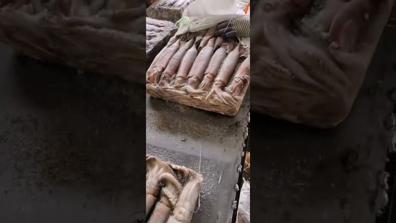 Japanese squid todarodes squid