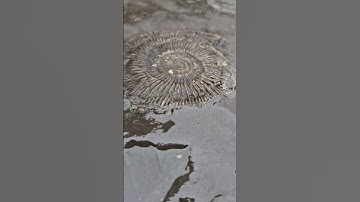 Ammonite Fossil preserved in the bedrock! 🌊 #fossilhunting #fossils #shorts #coast #rock #sea #beach