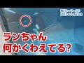 ランちゃん何かくわえて泳いでいます【2023年5月25日】鴨川シーワールド