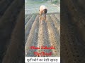 Indigenous Method Of Sowing Radish Agriculture Farming Indigenous Method Of Sowing Radish Agriculture Farming