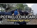 COMO AGARRAR A UN   POTRO CHUCARO Y PONERLE UN BOZAL VIDEO 1 de 2