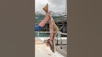 Snelle handleiding van Chef Dad voor het fileren van heilbot: stapsgewijze handleiding!
