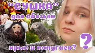 "СУШКА или НАТУРАЛКА"? Вечный вопрос, НО! Для попугая, крысы, суриката?...