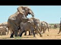 Sexe : comment fait l'éléphant ? - ZAPPING SAUVAGE