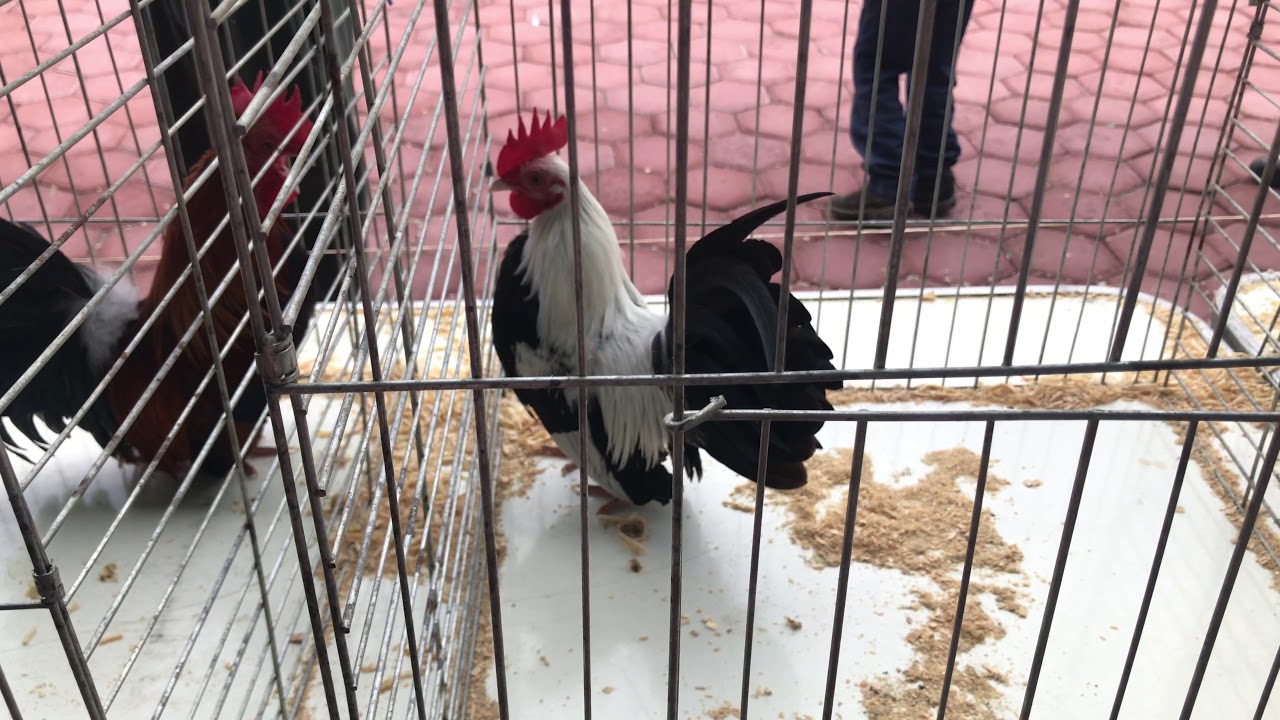 GIRO PLATA POLLO KIKIRIKI CATEGORÍA CRESTONES EXPO YECA 2019