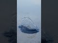 Hydrozoan - By-the-wind-sailor #wildlife #biology