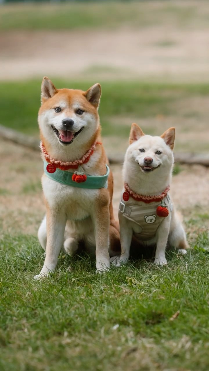 I found a TINY Shiba Inu 🤏 - YouTube
