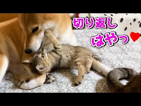 柴犬やお姉ちゃん猫に怒られてもめげないメンタルの強い子猫 Kitten is full of energy
