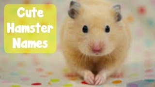 60+ Hamster Name Ideas 60 Hamster Name Ideas