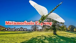 Tahapan Metamorfosis Capung dari Telur Hingga Dewasa