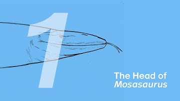 01 The Head of Mosasaurus | Join ZHAO Chuang in Drawing Ron the Mosasaurus