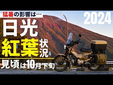 日光紅葉状況2024！いろは坂、中禅寺湖、竜頭の滝、戦場ヶ原、湯滝、金精峠の紅葉具合と見頃予想｜CT125ハンターカブツーリング