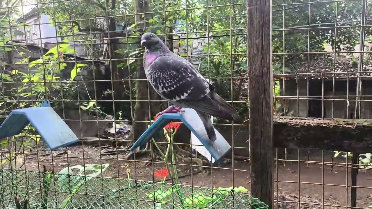 2/2 ATIMONAN QUEZON 121KM 