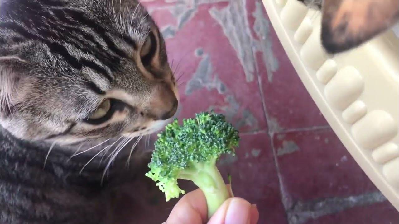 Cats vs. Broccoli Hilarious Taste Test Reactions YouTube