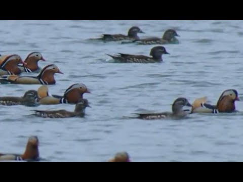 Video: Where ducks winter in nature and what are the features of their wintering in the city
