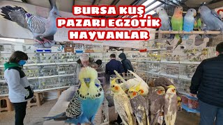 BURSA KUŞ PAZARI CIVIL CIVIL  EGZOTİK HAYVANLAR BÖLÜMÜ MUHABBET PAPAĞAN KANARYA VS