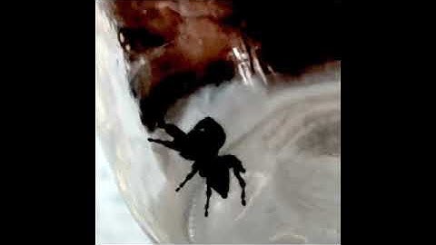 Shrunken Dimensions Full Album