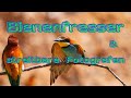 Bienenfresser & streitbare Fotografen - Gerolsheim/Bee Eaters & battlesome photographers / subtitle