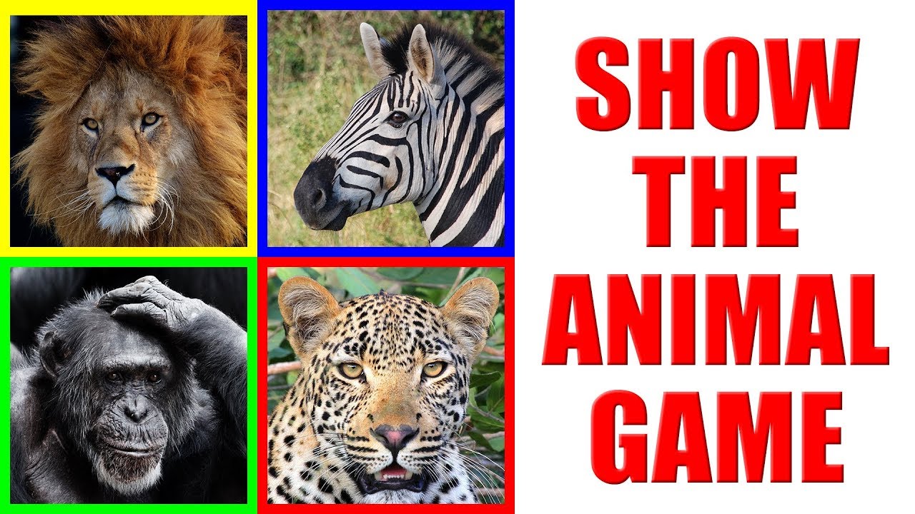 Show me the AFRICAN ANIMAL Game for Kids Where is the animal? YouTube