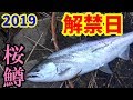 サクラマス解禁日は激熱確率変動中！？【山形県】【赤川】