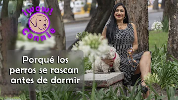 ¿Cuál es el suelo más duro con perros?