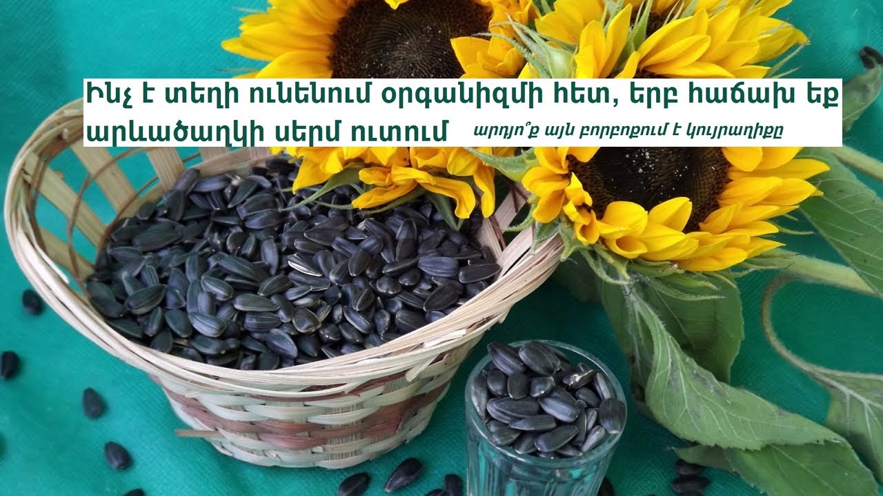 Ինչ է տեղի ունենում օրգանիզմի հետ, երբ հաճախ եք արևածաղկի սերմ ուտում