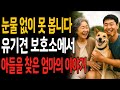 유기견 보호소에서… 20년 전 잃어버린 강아지를 찾았고, 그 강아지 곁엔 제 아들이 있었습니다 | 황혼의 연애 | 오디오북 | 인생이야기