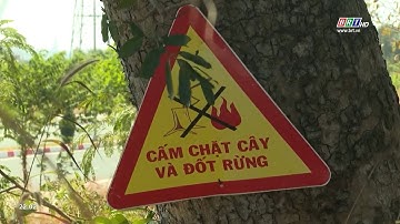 Tăng cường công tác bảo vệ - PCCC rừng dịp Tết Nguyên đán | BRTgo