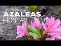 Planting Azaleas, Hostas and Heucheras