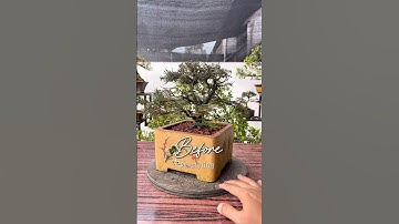 Shimpaku Juniperus Kishu, restyling.