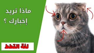 لغة القطط كاملة في أقل من 10 دقائق