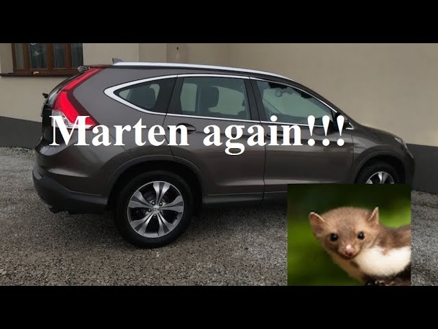 STOP&GO professional marten repellents – protect your car and the animal 