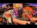 CIAOちゅ~る 2022年 ハロウィン篇 Part2(いなば食品グループ)