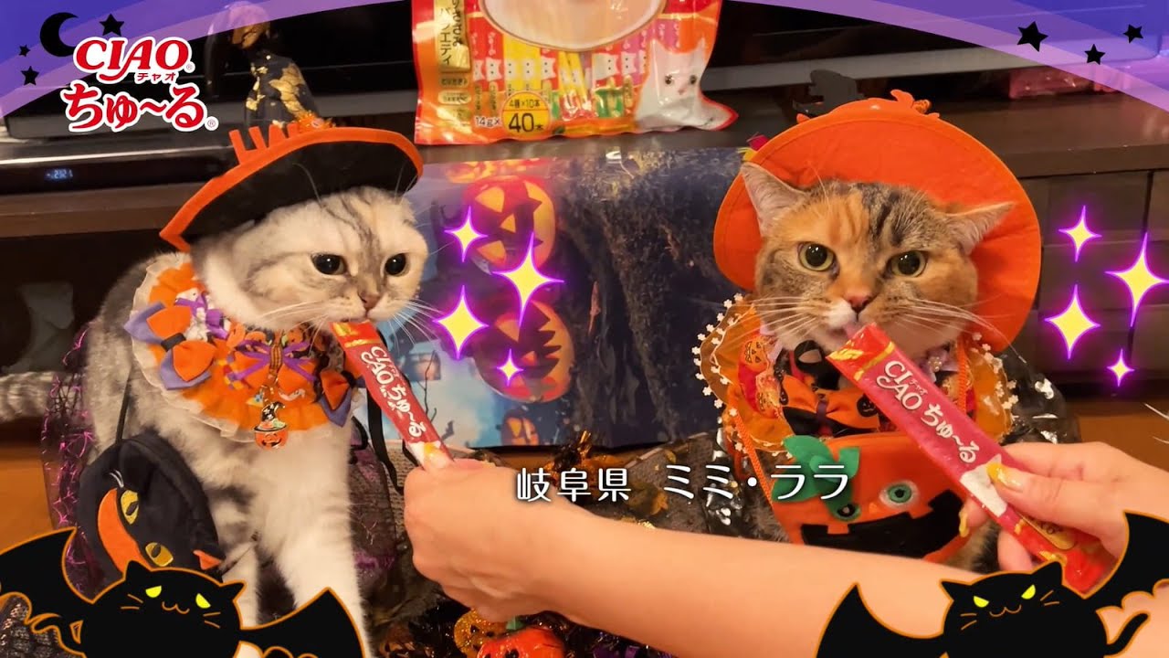 CIAOちゅ～る 2022年 ハロウィン篇 Part2（いなば食品グループ