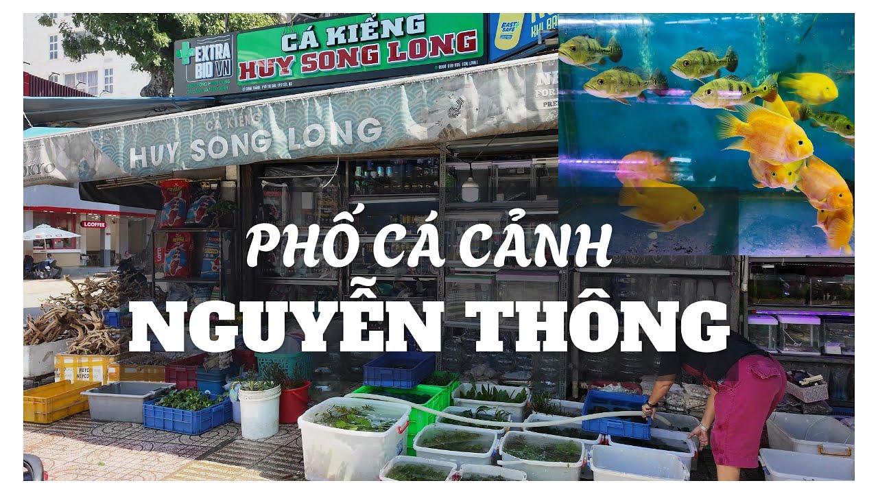 Phố cá cảnh Nguyễn Thông (Exploring Nguyen Thong Aquarium Fish Street in Saigon)#saigon #aquarium