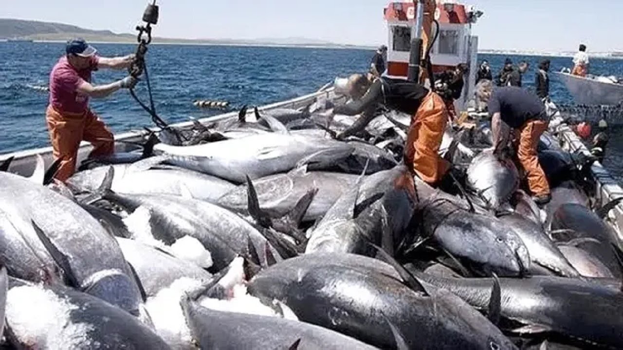 Watch fishermen catch hundreds of tons of tuna in the sea - Extremely ...