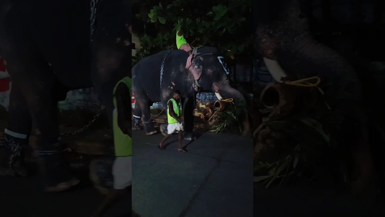 അയ്യോ പാപ്പാൻ ഇപ്പൊ കൊമ്പിൽ കയറിയേർന്നു 😱😱😱#shortsfeed #shorts #viral #shortsviral #kerala