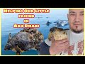 Rescuing Sea turtle in Abu Dhabi | #KarlaAndreaOfficial