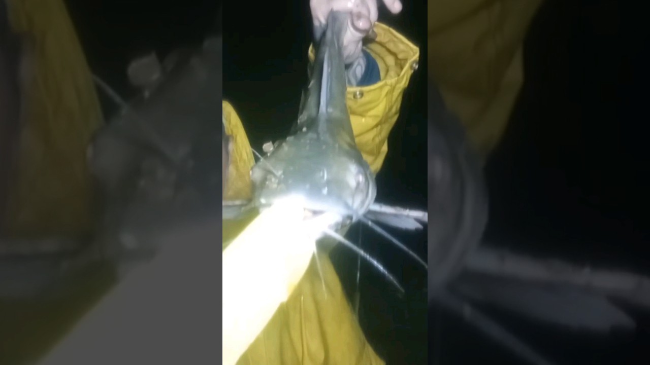 Catfishing in the rain. MikeStokesFishing76 danriver virginia 