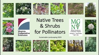 Native Trees Shrubs For Pollinators