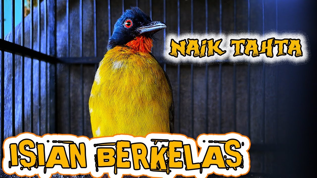 ISIAN MEWAH KUTILANG EMAS