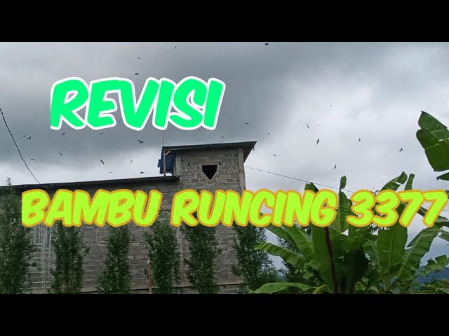 SUARA WALET JOSS | REVISI BAMBU RUNCING 3377 class=