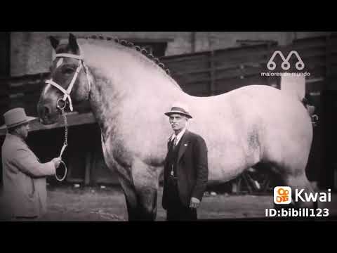 Vídeo: Alfie é O Cavalo Mais Bigodudo Da Grã-Bretanha! - Visão Alternativa