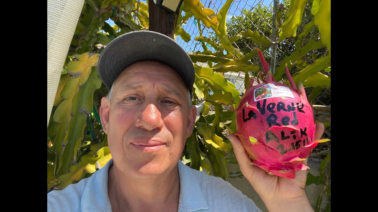 Harvesting La Verne Red Dragon Fruit