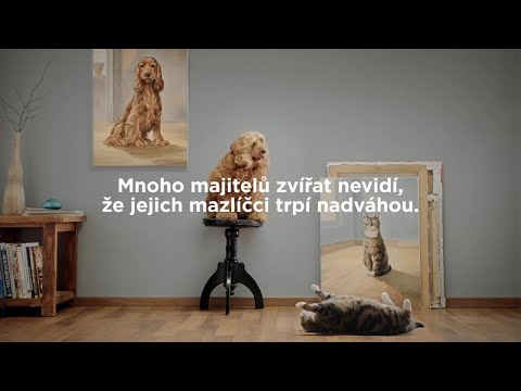 Video: 6 Důvodů, Proč Je Pro Veterináře Těžké Mluvit O Mazlíčcích S Nadváhou