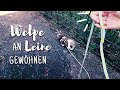 Welpen positiv an die Leine gewöhnen - Orientierung & Kooperation trainieren | Havaneserliebe