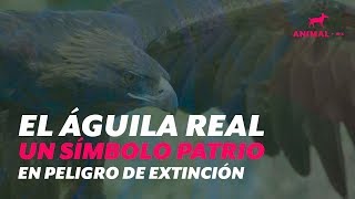 Águila real: el ave de México en peligro de extinción - YouTube